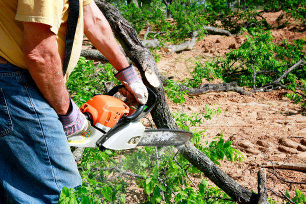 Best Tree Root Removal  in Spring Valley, CA